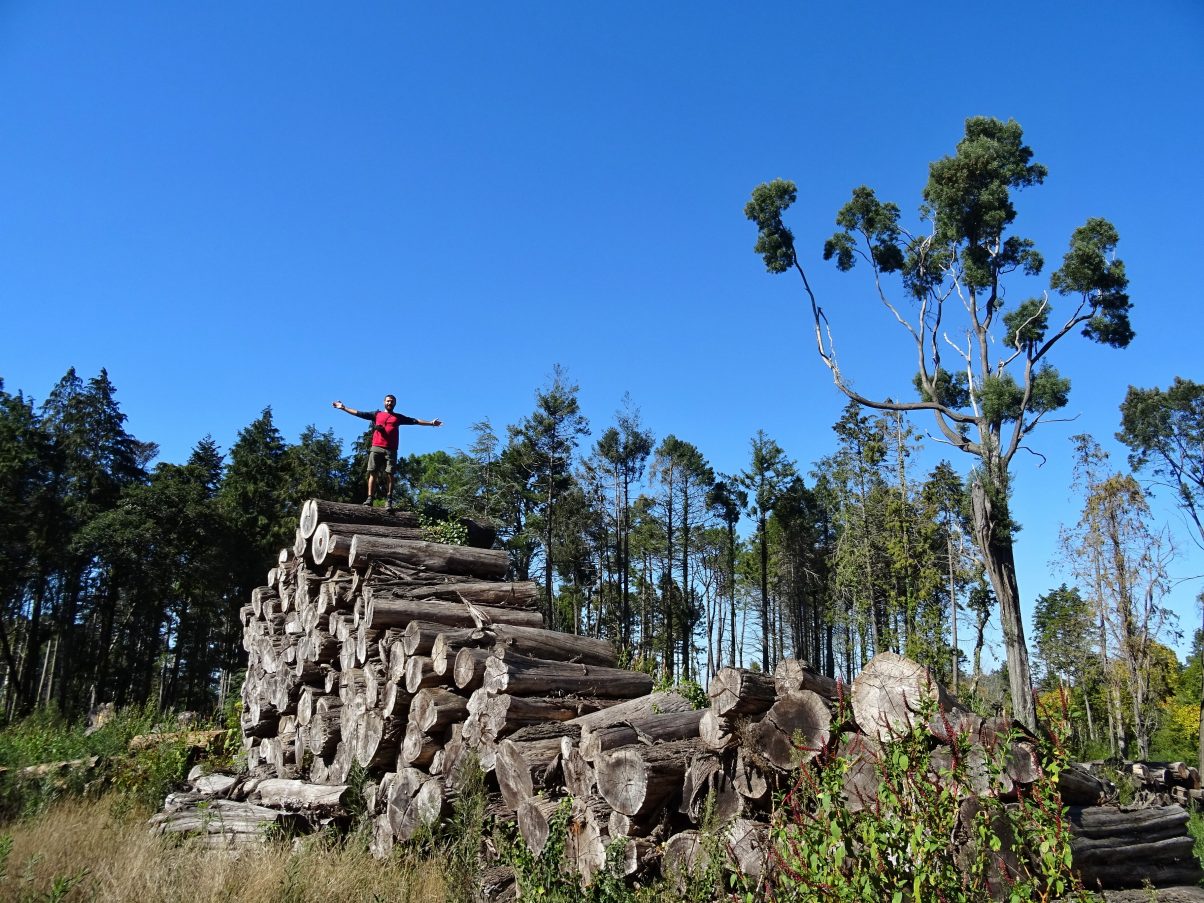 Man climbing on top of log pile