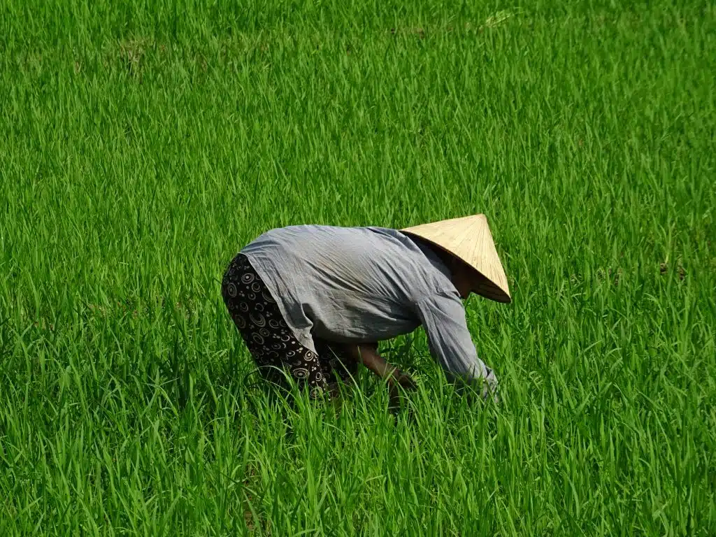 An Expert Guide to Travelling Vietnam During Tet - Veggie Vagabonds