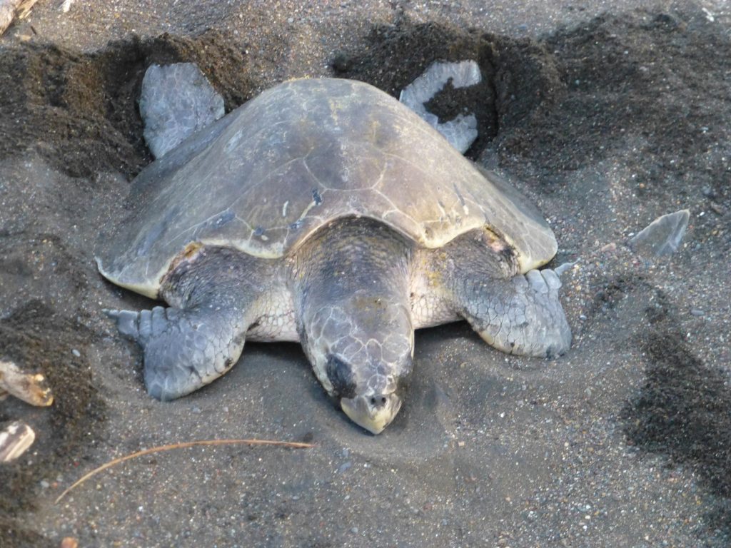 Protecting a Phenomenon - Olive Ridley Sea Turtle Conservation in Costa Rica