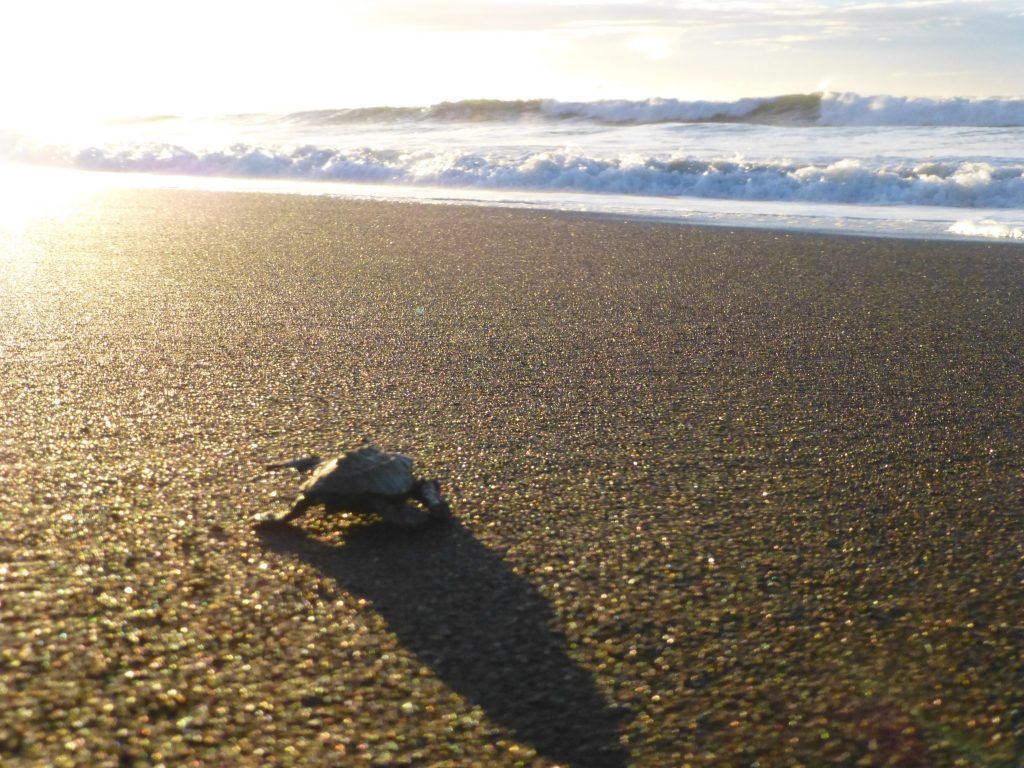 Protecting a Phenomenon - Olive Ridley Sea Turtle Conservation in Costa Rica