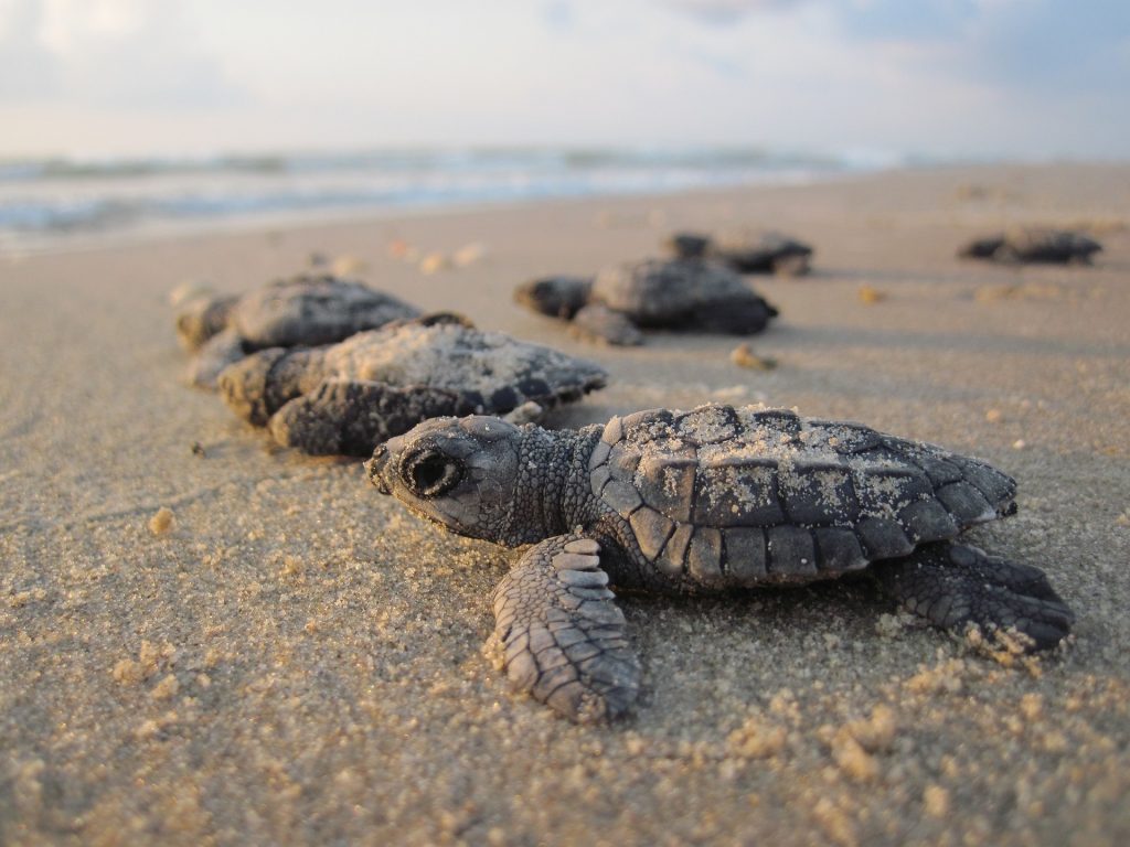 Protecting a Phenomenon - Olive Ridley Sea Turtle Conservation in Costa Rica