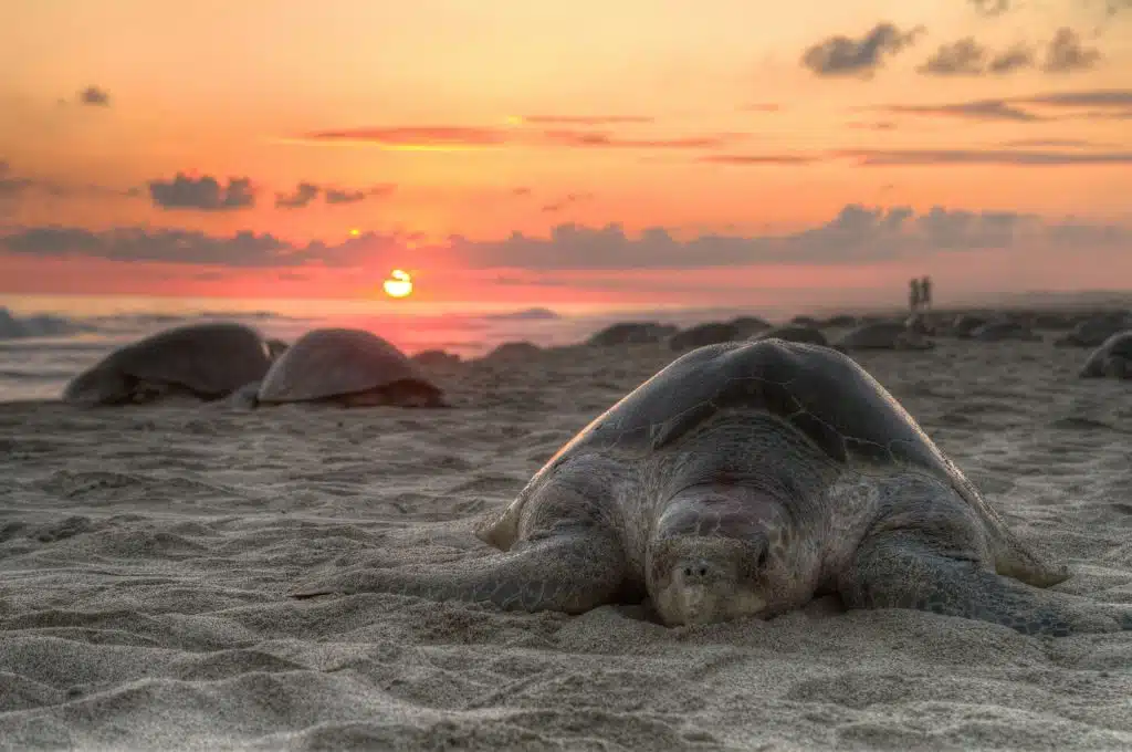 Protecting a Phenomenon - Olive Ridley Sea Turtle Conservation in Costa Rica