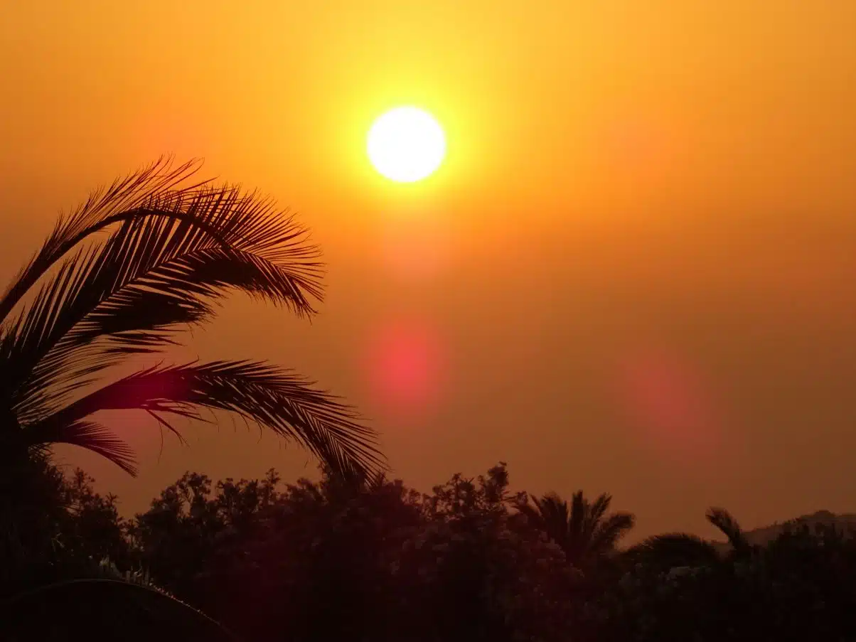 Red sunset with palm trees