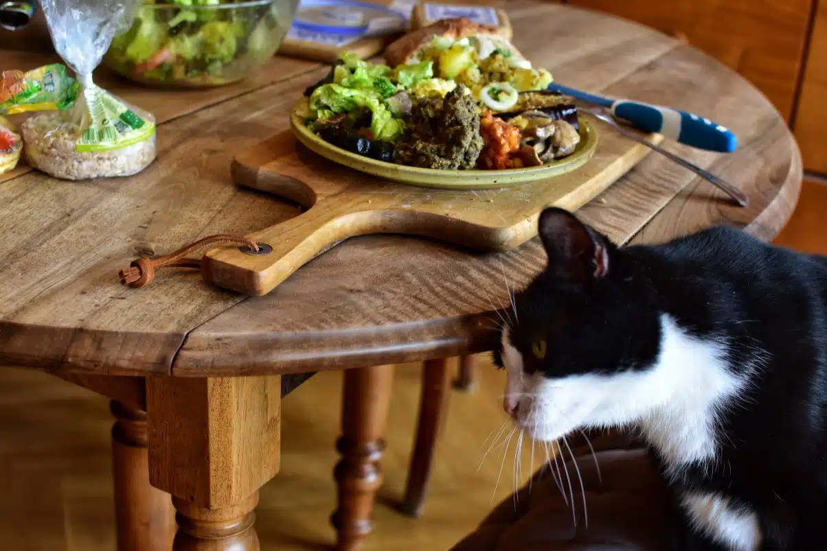 Cat next to dinner table 