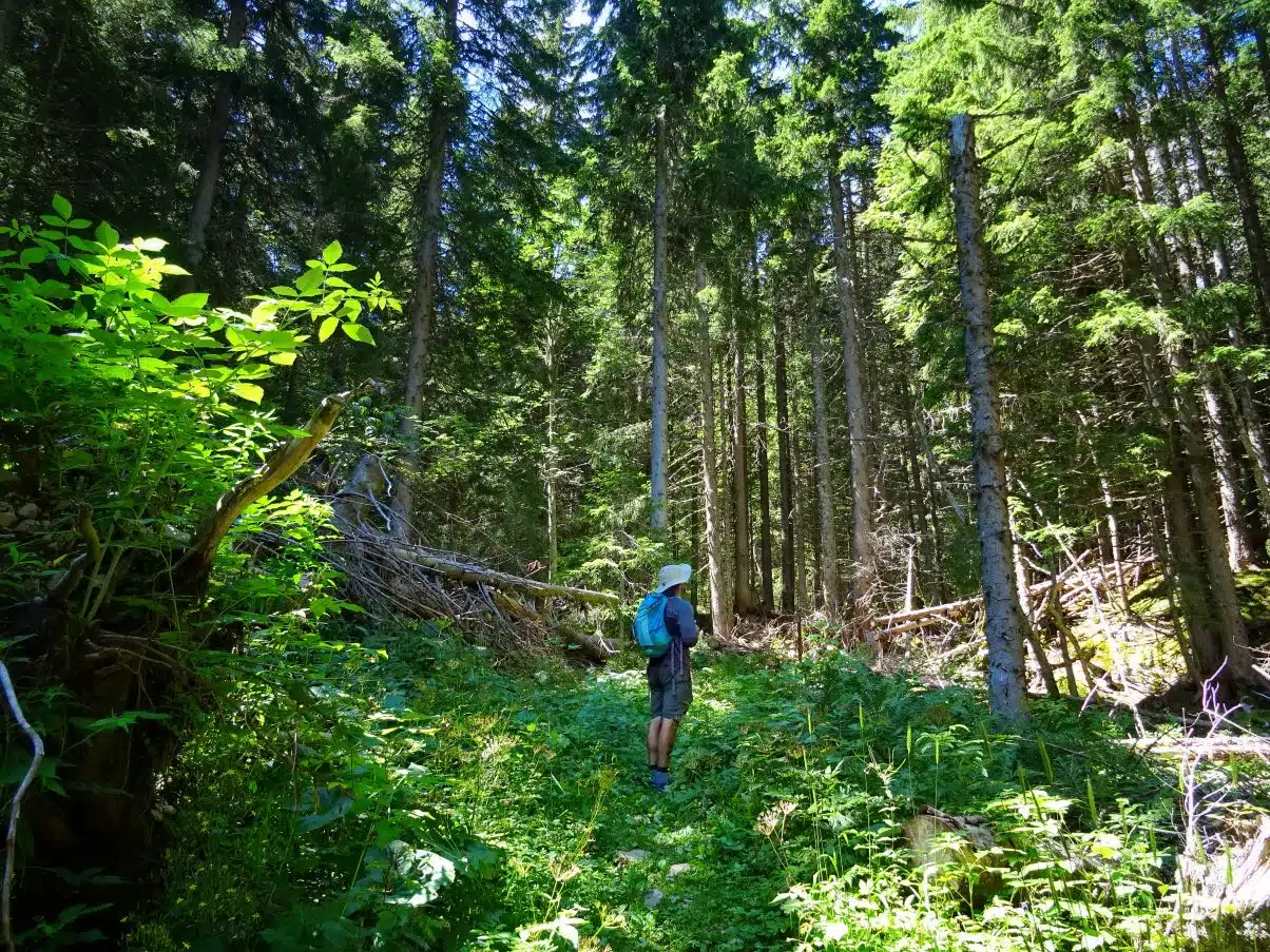 Man hiking in the forest