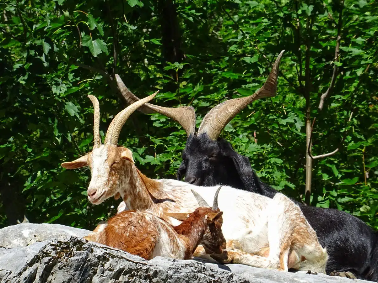 Mountain goats in the French Alps