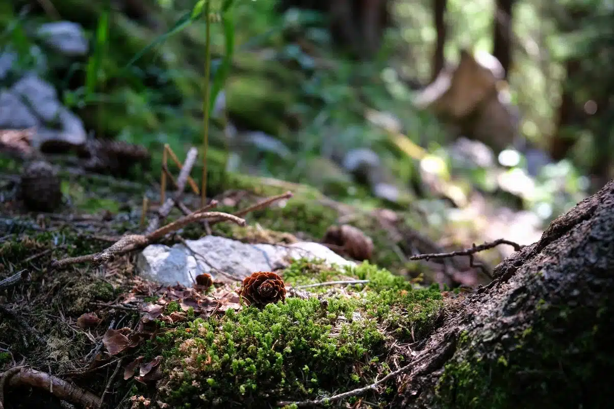 The Wonders of Spending Time in Nature - Veggie Vaggabonds