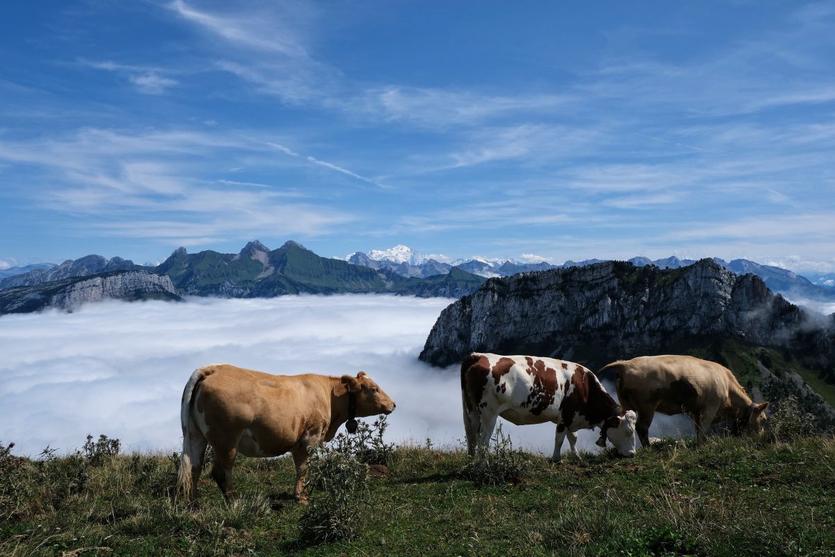 Alpine Cows