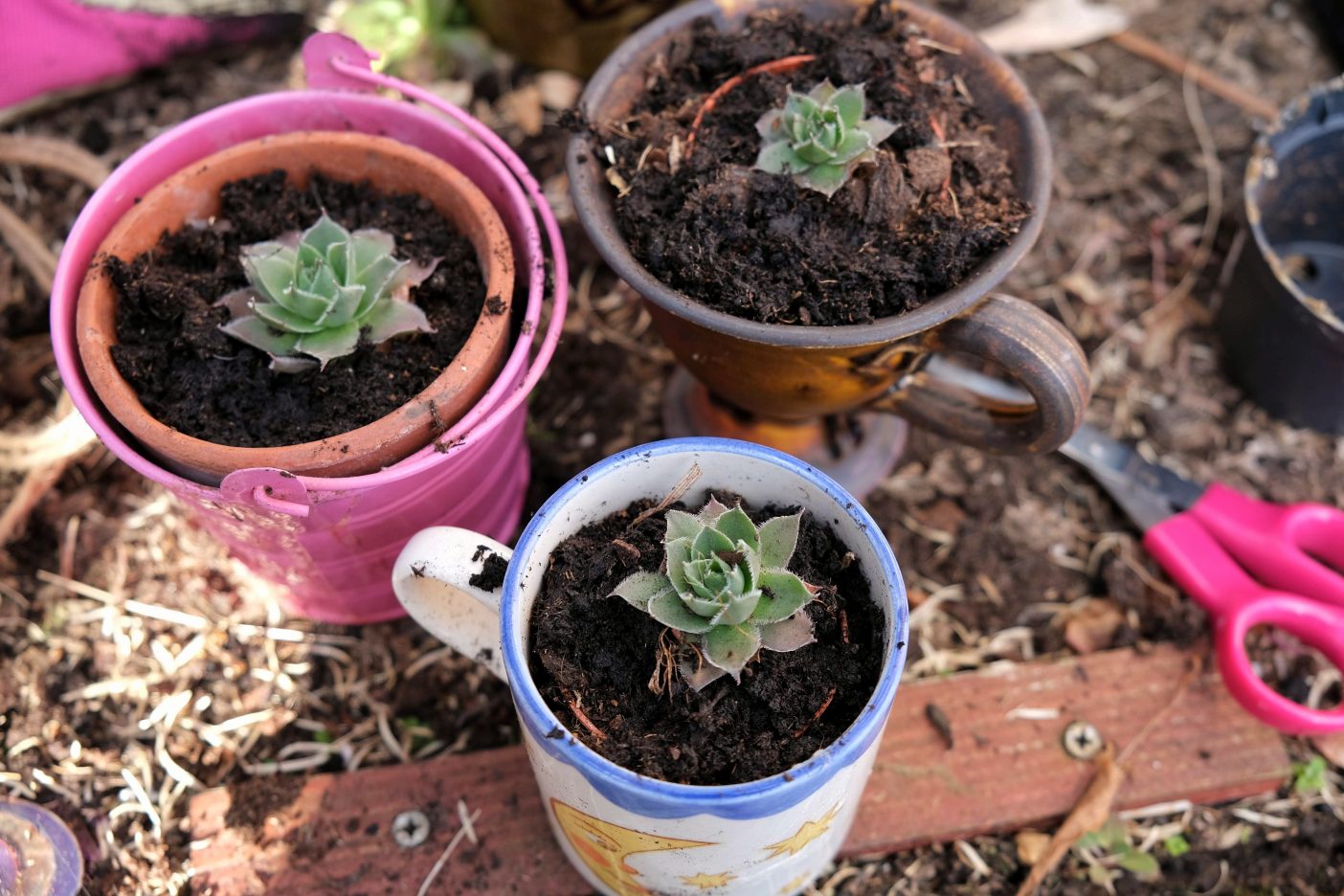 Small plant pots 