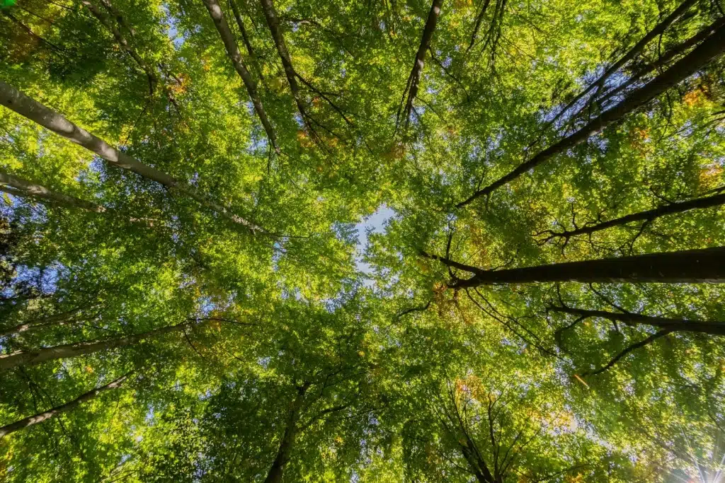 Woodland canopy