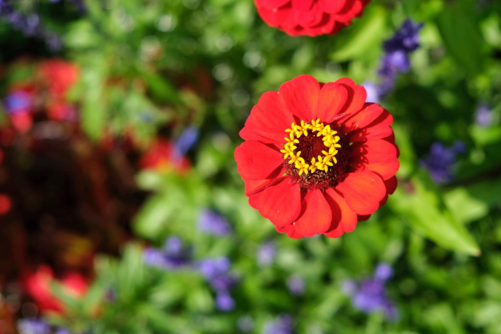 Red Flower