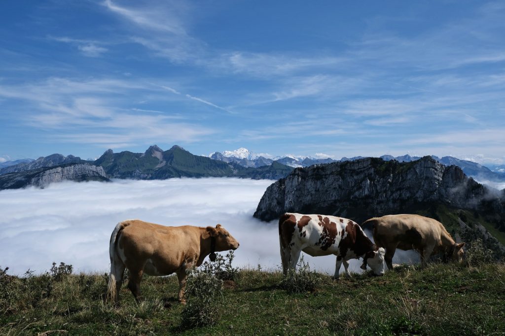 Cows in mountain scene 