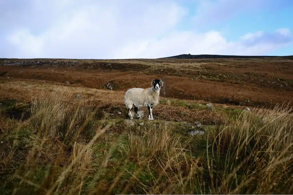 Sheep in a field