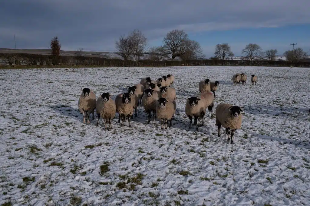 sheep in winter wool